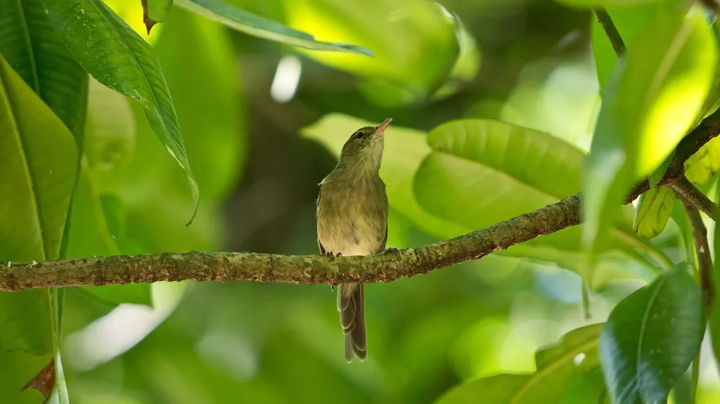 Rákosník seychelský