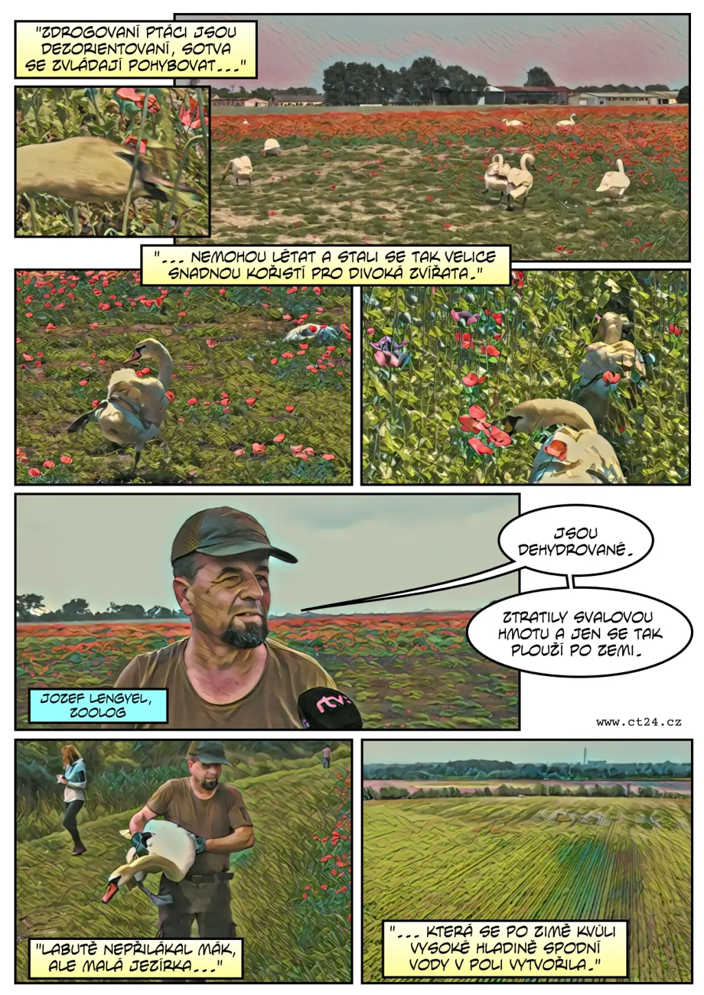 Labutě pod vlivem opia zničily úrodu máku za čtvrt milionu korun, čeká je odvykací kúra