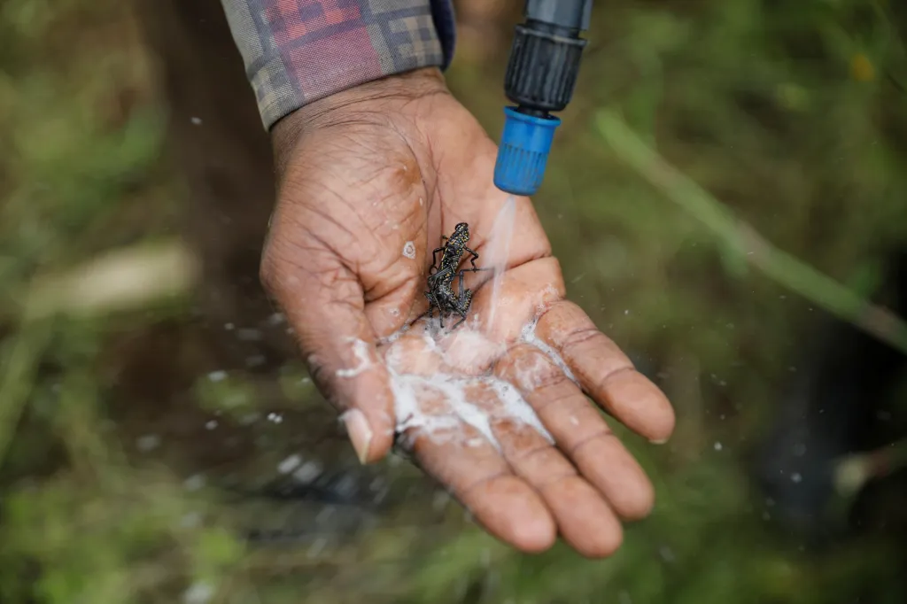 Muž stříká pesticid na žravý hmyz, aby předvedl jeho účinky v boji proti šíření sarančat. Vesnice Riandira v Keni
