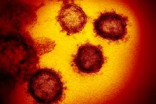 Nynější koronavirus je nakažlivější než původní verze rozšířená v Číně, ukázal výzkum