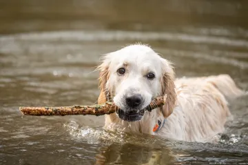 Přehřátí může za horka postihnout i psy a kočky. S chlazením se to však nesmí přehánět, říká veterinářka