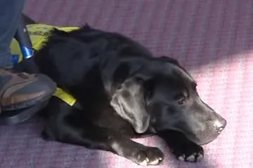 Asistenční psi pomáhají v Česku už 10 let