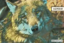 O vlky ze šumavského parku není zájem. Dočasným řešením je proto antikoncepce