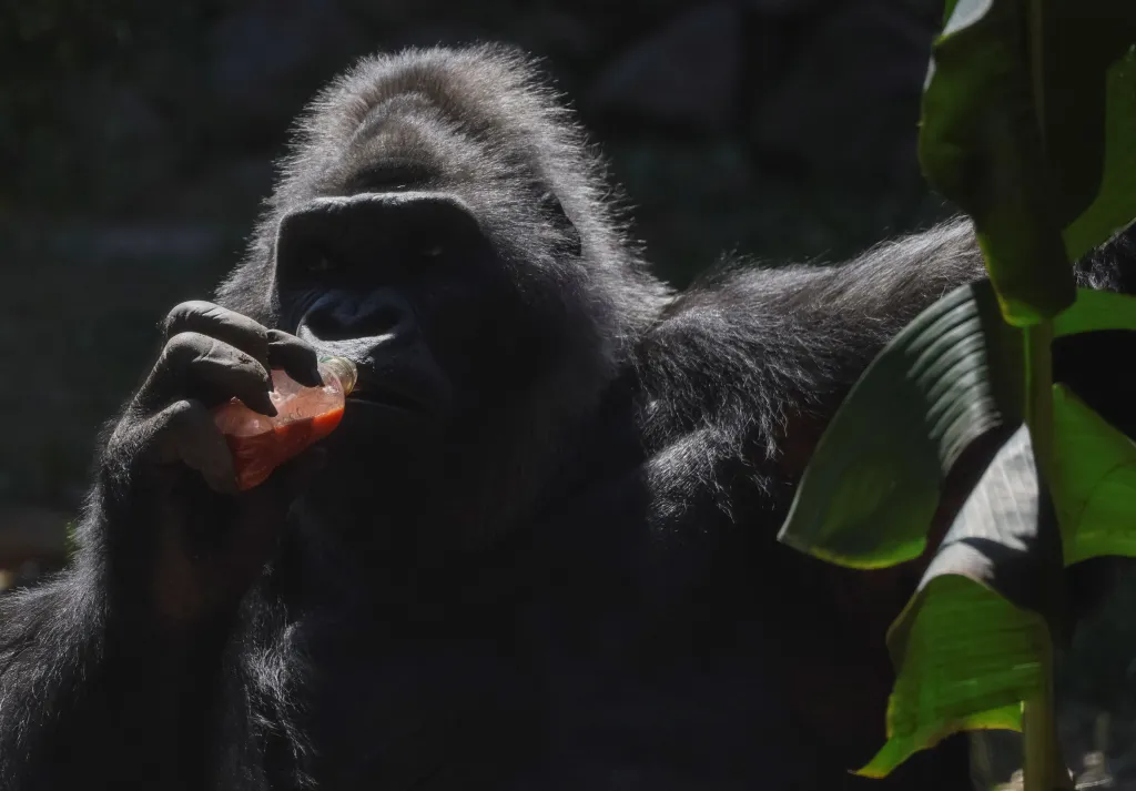 Jediná ukrajinská gorila Tony slaví v kyjevské zoologické zahradě 50. narozeniny