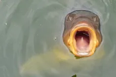 Na malém „Třeboňsku“ hrozí vymírání chovných ryb. Jistebnické rybníky bojují se suchem