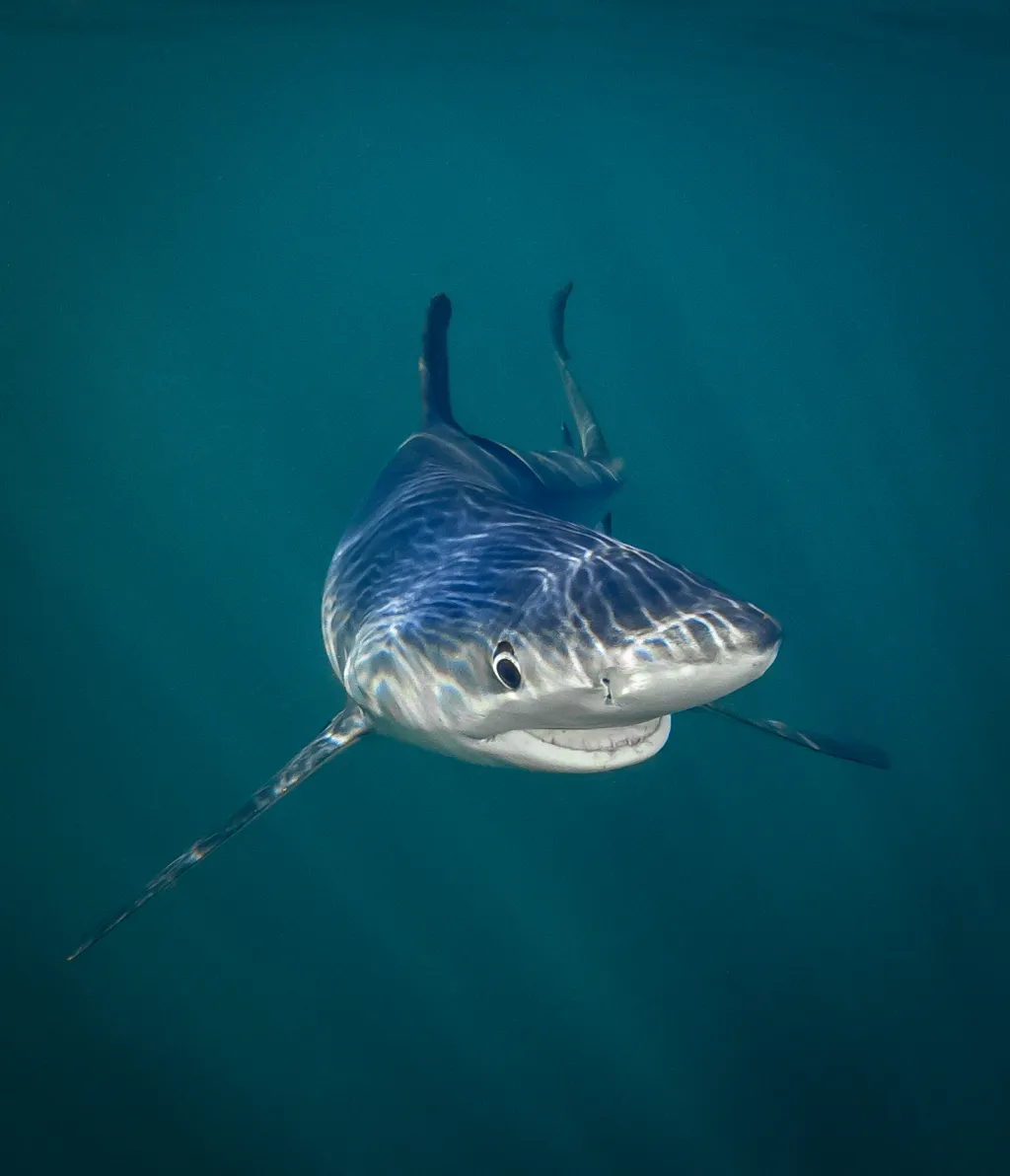Modrý žralok před kamerou (Rhode Island, USA)