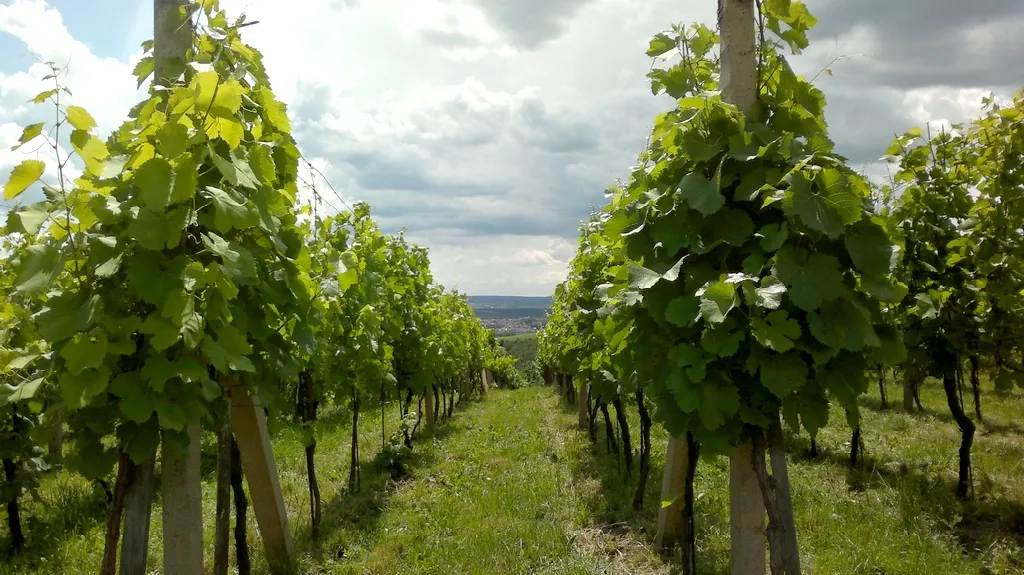 Vinice