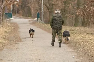 V Plzni začal platit nový zákaz volného pobíhání psů