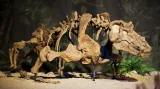 Výstava Dinosarium