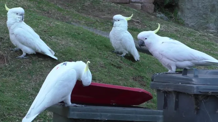 Skupina papoušků kakadu u popelnice