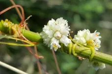 Botanik objevil na Pálavě rostlinu, kterou vědci považovali za vyhynulou