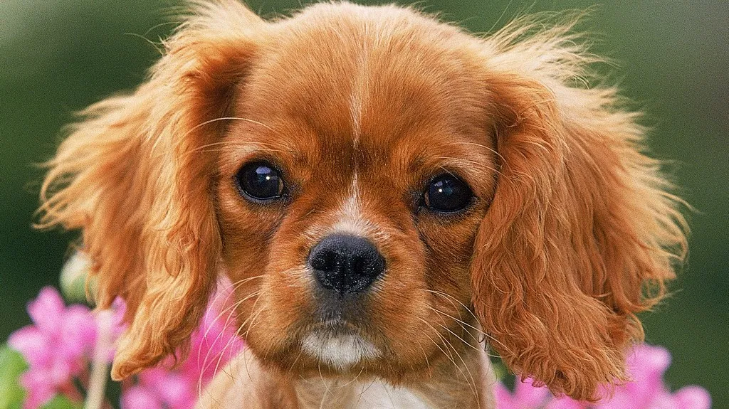 Kavalír King Charles španěl