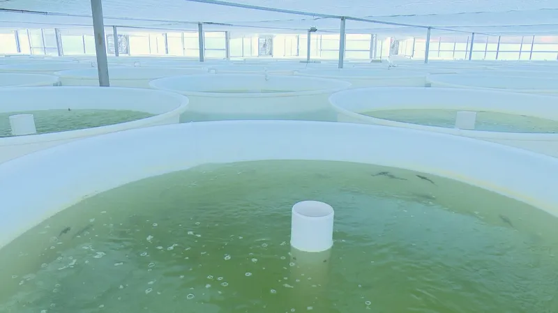 Chov ryb na akvaponické farmě v Číně