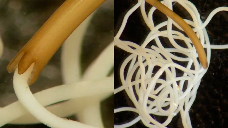 Parazit Paragordius obamai