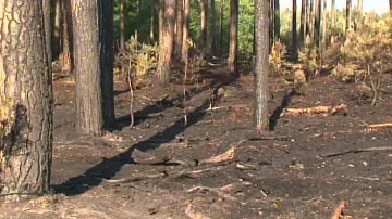 Zničený les po požáru u Bzence