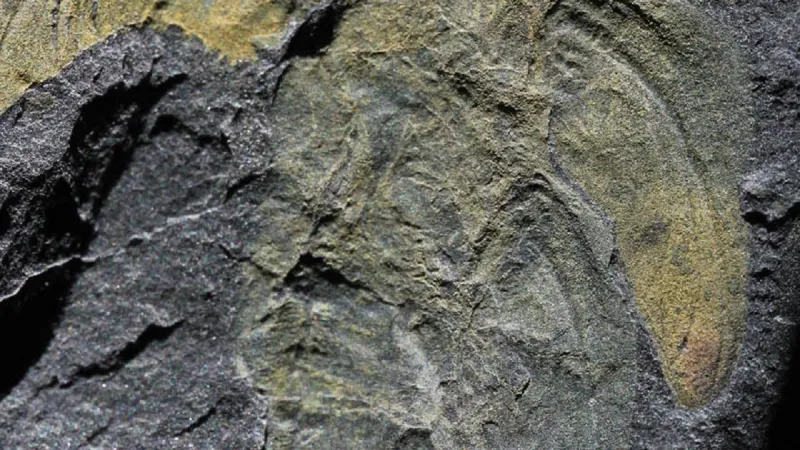 Fosilie Palaeodictyoptera