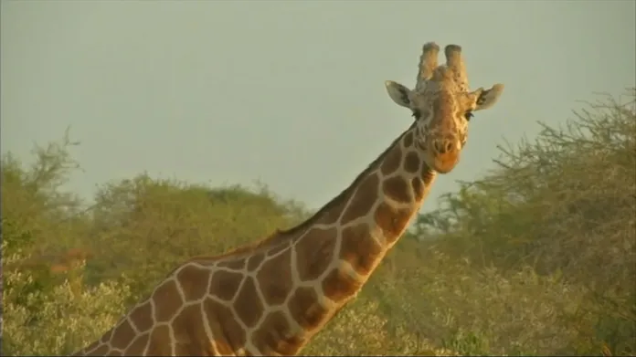 Ohrožená žirafa v Keni