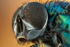 Hmyz si s podzimem neláme hlavu. Klimatická změna mu pomáhá množit se až do zimy