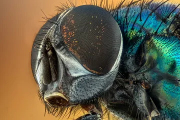 Hmyz si s podzimem neláme hlavu. Klimatická změna mu pomáhá množit se až do zimy