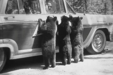 Vznášedla, medvědi a vulkány. Americké národní parky lákaly návštěvníky už v padesátých letech