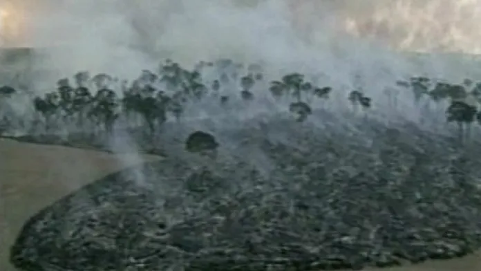 Vypalování pralesa