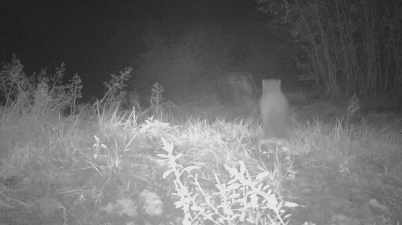 Šelma na Jablonecku