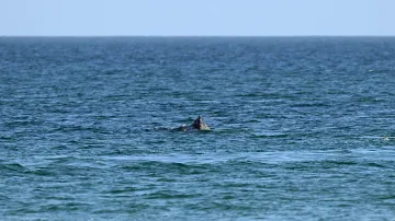 Keporkak poblíž německého pobřeží na snímku z 27. 3. 2026