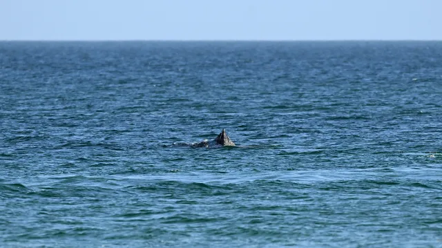 Velryba na severu Německa znovu uvázla na mělčině