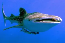 Oči žraloků velrybích pokrývají tisíce ostrých zubů, zjistili japonští mořští biologové