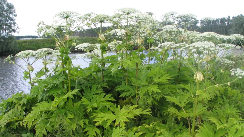 Bolševník velkolepý potlačuje původní vegetaci a ohrožuje zdraví lidí toxickými látkami, které působí nepříjemné popáleniny a puchýře