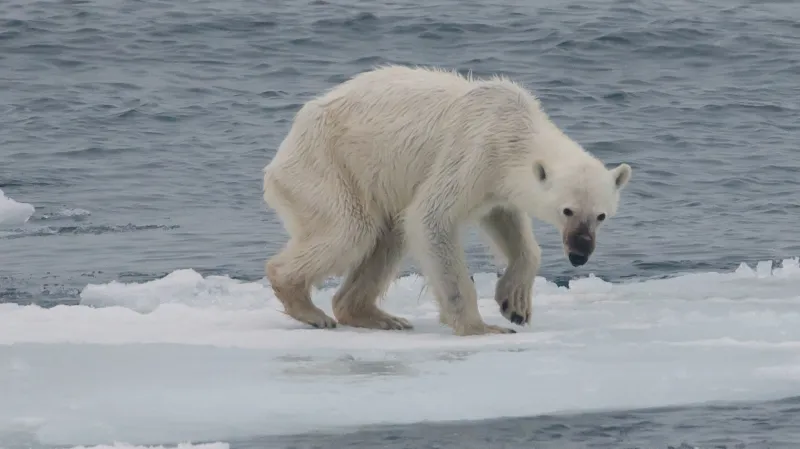 Vyhladovělý lední medvěd