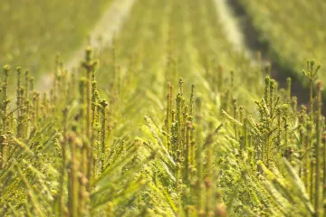Některé lesní školky likvidují přerostlé sazenice. Není o ně zájem