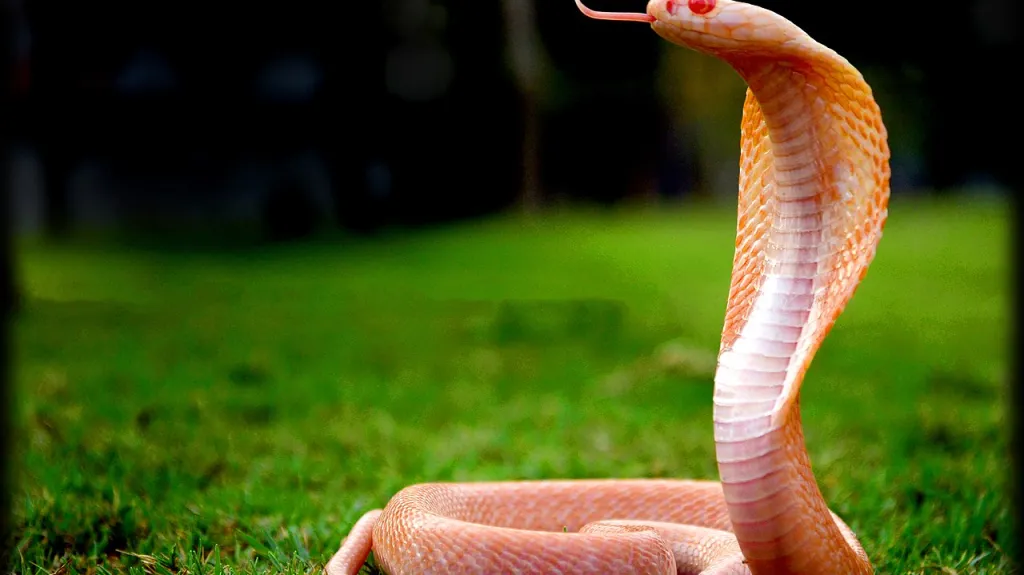 Kobra indická, albínská forma