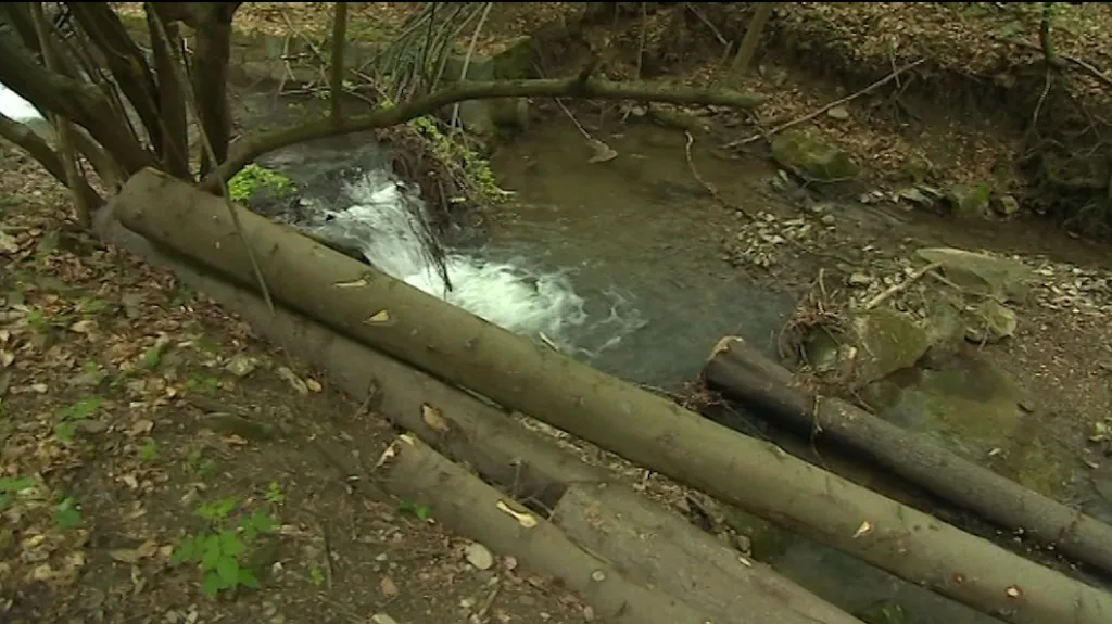 Lesy ČR čelí kritice za nešetrnou těžbu dřeva