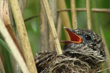 Čeští vědci začali zkoumat kukačky pomocí umělé inteligence