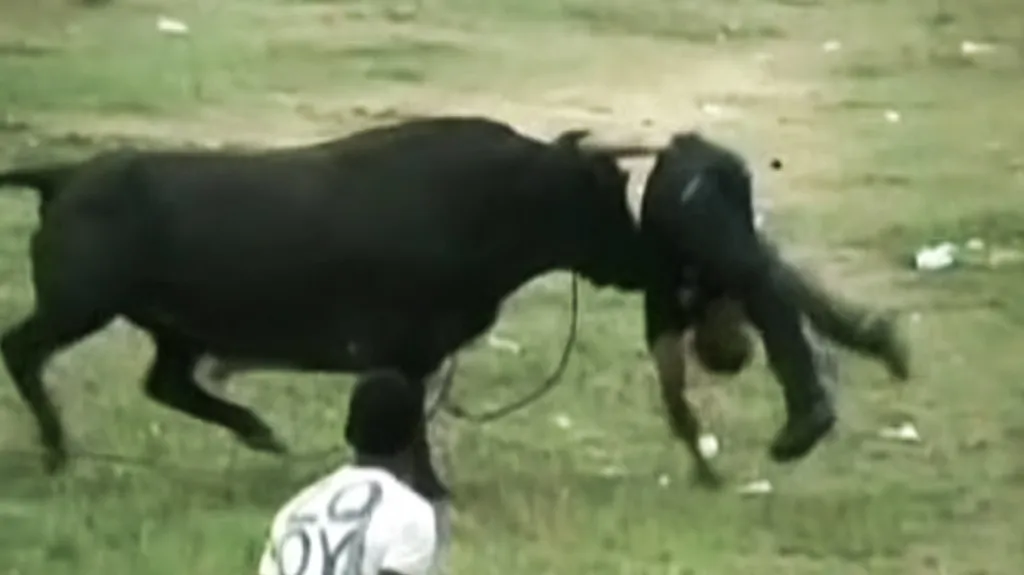 Tragédie na koridě