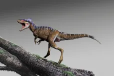 Miniaturní druh tyranosaura nebyl větší než jelen. Ukazuje, jak se z trpaslíků stali obři