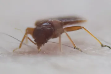 Dezinsektorům během pandemie ubylo práce. Mají až o 70 procent méně výjezdů k likvidaci štěnic