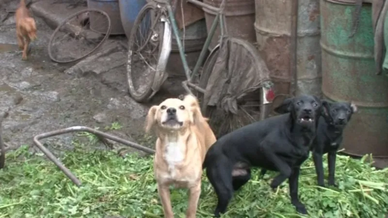 Bratři mají zhruba šest desítek psů