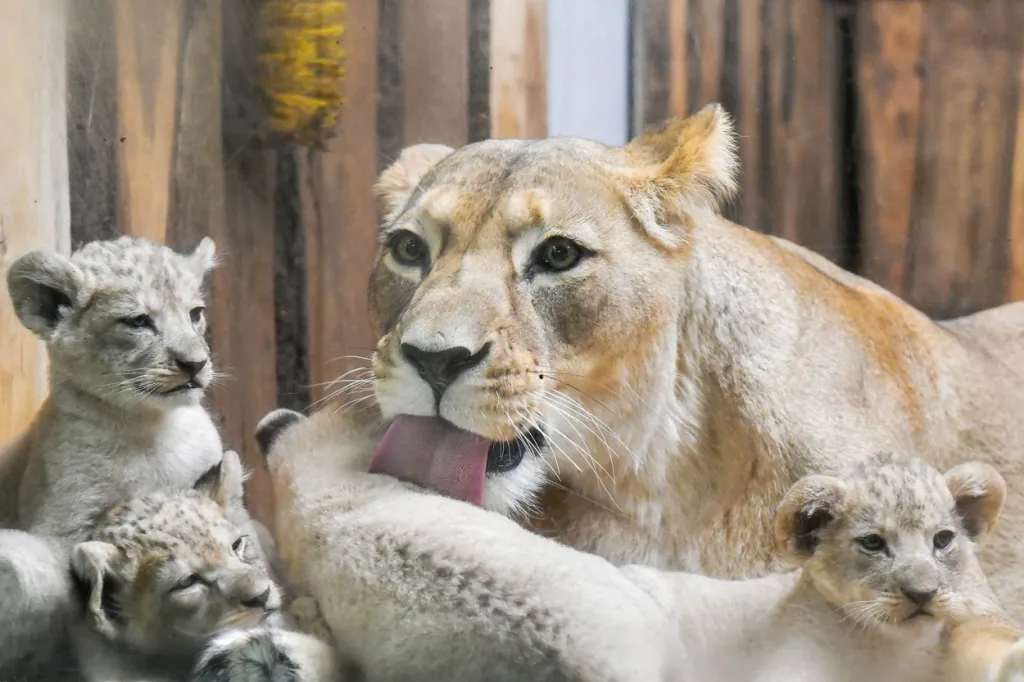 Lvíčata mají přes čtyři kilogramy, v dospělosti ale může samec vážit i přes 200 kilogramů