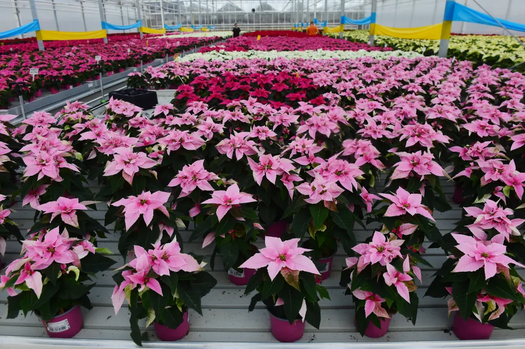 Ředitelka pořádajícího sdružení Šance Herta Mihálová uvedla: „Předpěstováno květin máme letos hodně, Florcenter totiž dokončilo rekonstrukci nových skleníků, květin tak mohli vypěstovat více. Máme připraveno letos i více barev. Zaznamenáváme také velký zájem, o vánoční hvězdu mají zájem lidé, firmy i školy, už mám zamluvené zavážky například na Vsetínsko, Šternbersko či Prostějovsko.“