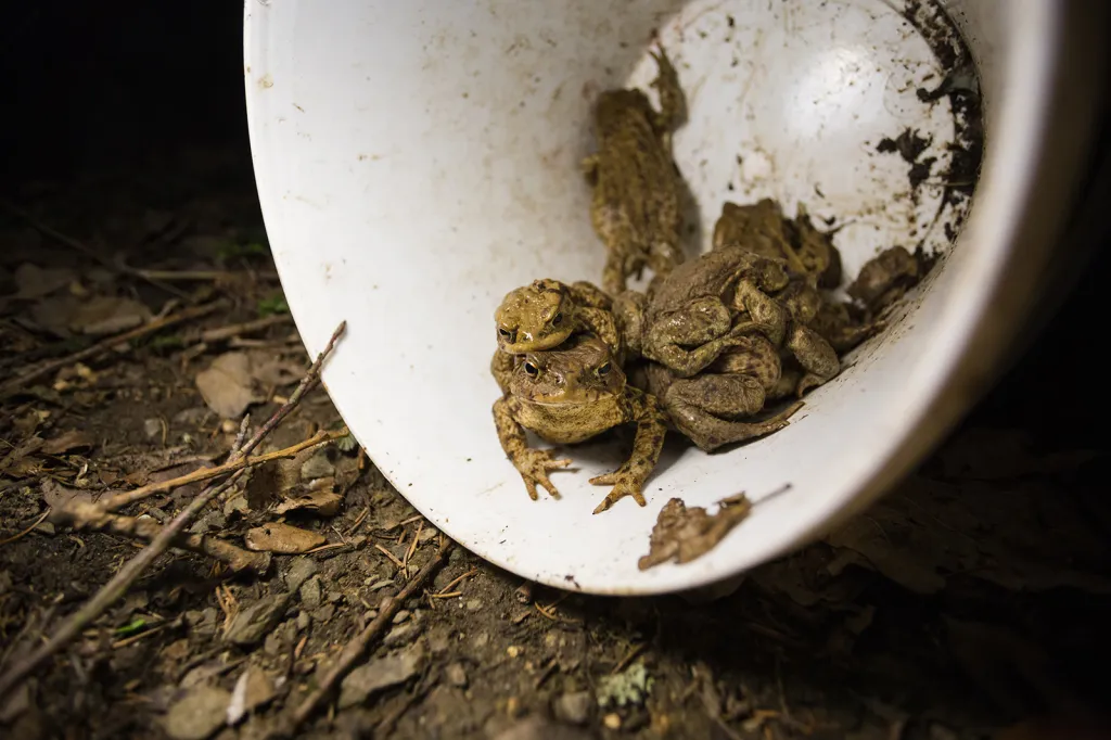 V kyblících jsme přenesly přes 500 ropuch obecných.