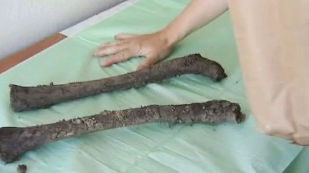 Kosterní pozůstatky z hromadného hrobu u Dobronína