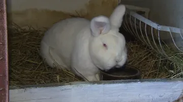 Podle chovatelů vzrostl zájem o králíky o třetinu