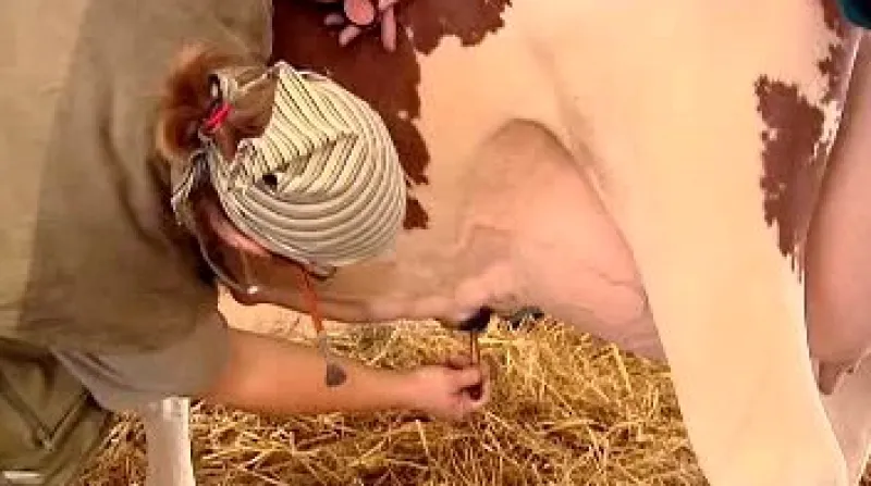 Příprava na výstavu