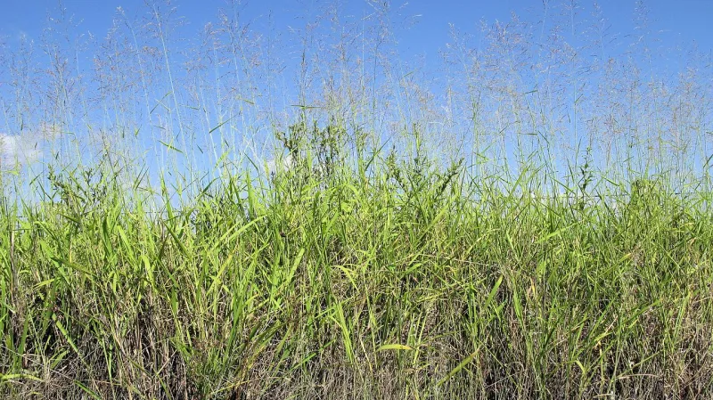 Tráva Megathyrsus maximus může dorůstat do výšky až 150 centimetrů