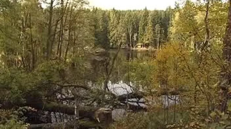 Na západě Čech se daří bobrům.