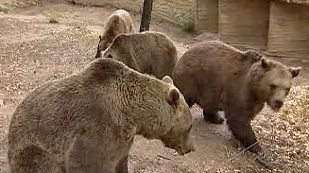 Medvědi v plzeňské zoo