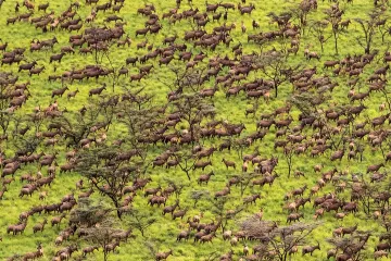 24 milionů kopyt tepajících savanou. Vědci popsali největší migraci antilop