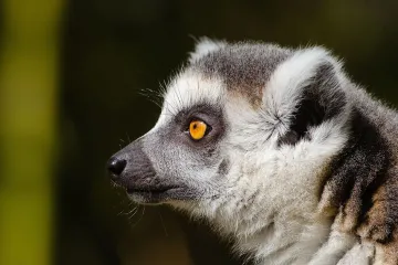 Lemuři kata jsou na hranici vyhubení. Za 17 let jich vymřelo 95 procent